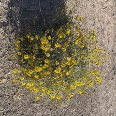 Encelia farinosa