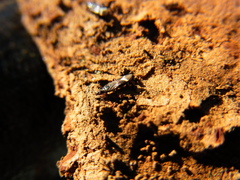 Anthocoris japonicus