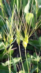 Aegilops neglecta