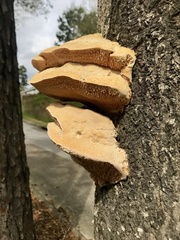 Pseudospongipellis unicolor