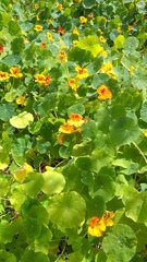 Tropaeolum majus