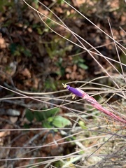 Tillandsia bartramii image