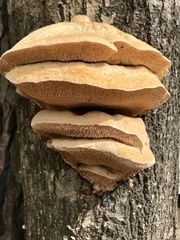Pseudospongipellis unicolor