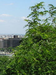 Robinia pseudoacacia