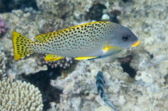 Plectorhinchus gaterinus