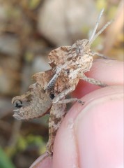 Prionosthenus galericulatus