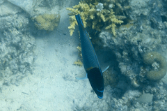 Anampses caeruleopunctatus