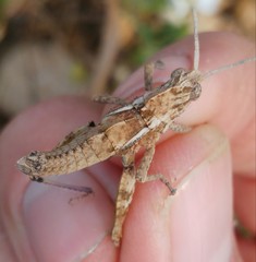 Prionosthenus galericulatus