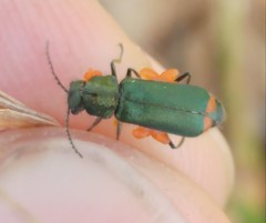 Haplomalachius flabellatus