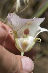 Calochortus venustus