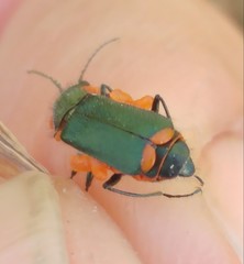 Haplomalachius flabellatus