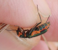 Haplomalachius flabellatus