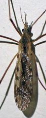 Tipula simplex