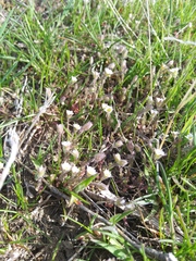 Polemonium micranthum