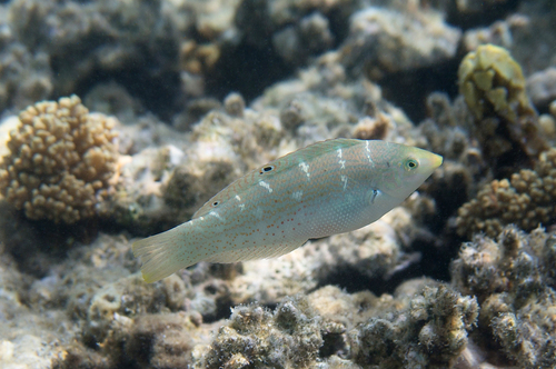 Dapple coris (Coris variegata) — Labridae — 4