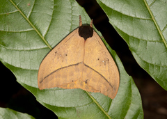 Automeris belti