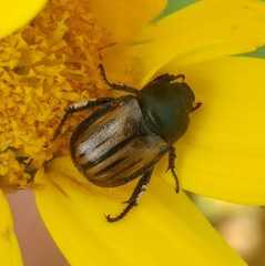 Blitopertha nigripennis