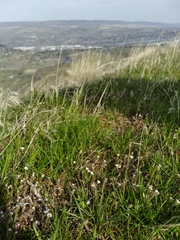 Polemonium micranthum