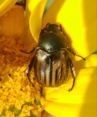 Blitopertha nigripennis