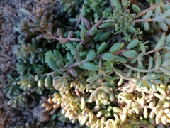 Sedum album