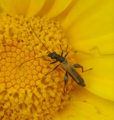Oedemera flavipennis