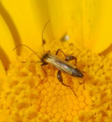 Oedemera flavipennis