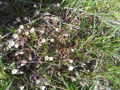 Polemonium micranthum