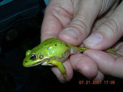 Pelophylax lessonae