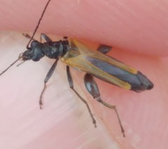 Oedemera flavipennis