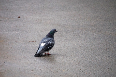 Columba livia domestica