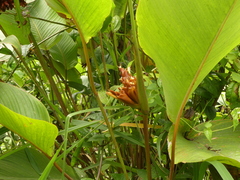 Calathea lutea
