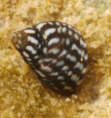 Image of Echinolittorina punctata