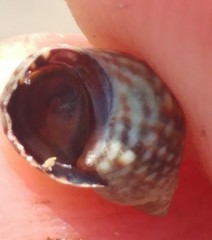 Echinolittorina punctata