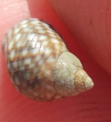 Echinolittorina punctata