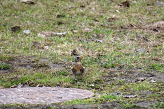 Turdus pilaris