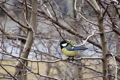 Parus major