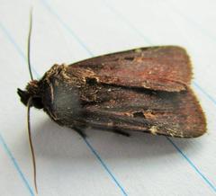 Austramathes purpurea