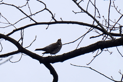 Turdus pilaris