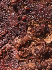 Fungi