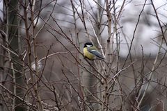 Parus major