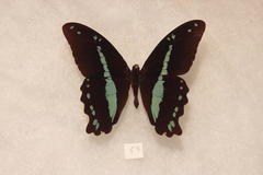 Papilio nireus pseudonireus