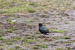 Sturnus vulgaris