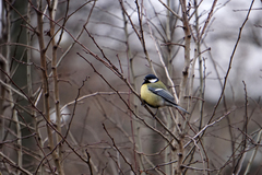 Parus major