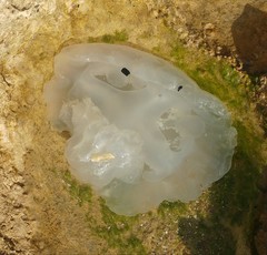 Rhopilema nomadica