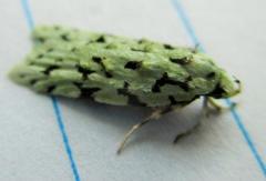 Izatha peroneanella