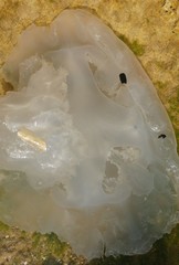 Rhopilema nomadica