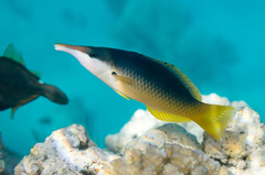 Gomphosus klunzingeri