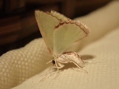 Synchlora tenuimargo