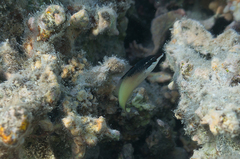 Gomphosus klunzingeri