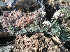 Lomatium canbyi